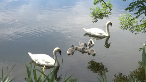 Wide-shot-of-white-swans-with-baby-cygnets,-on-a-bright-sunny-day