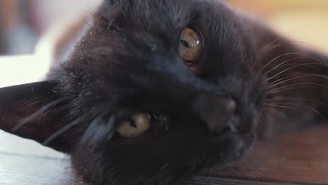 Black-cats-hypnotic-eyes-looking-into-lens