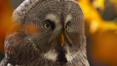 Great-grey-owl-on-hyper-alert-focusing-on-something-in-distance-behind-orange-colored-fall-leaves,-close-up