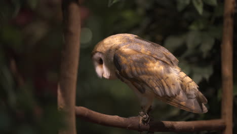 Medium-sized-captive-barn-owl-looking-up-and-down-at-its-surroundings