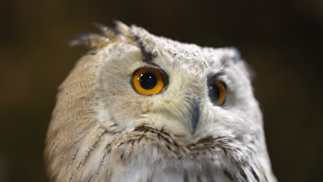 Close-up-of-a-cute-white-Eurasian-eagle-owl-staring-into-distance