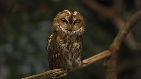 Captive-Tawny-owl-sitting-on-tree-branch-with-its-eyes-half-open