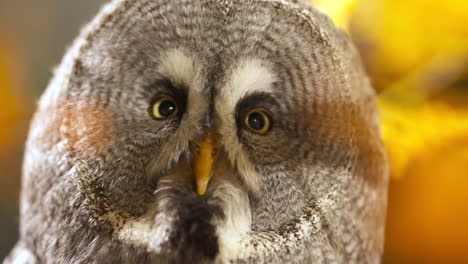 Close-up-of-great-grey-owl-with-wide-eye-look-focusing-on-something-in-the-distance,-yellow-background