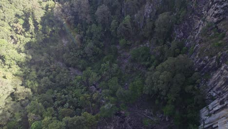 Lush-Vegetation-In-The-Rainforest-Near-Minyon-Falls-In-Byron-Bay-Hinterland,-NSW,-Australia