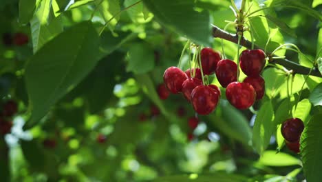 Red-ripe-cherry-on-tree-in-summer-time,-slow-motion
Close-up-shot-of-fresh-and-ripe-cherries-on-a-branch