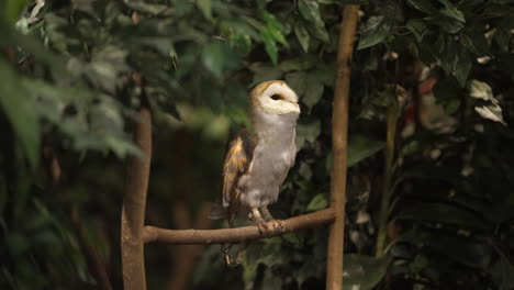 Pale-colored-Barn-owl-in-captivity-sitting-on-a-tree-branch-making-rasping-and-screeching-calls