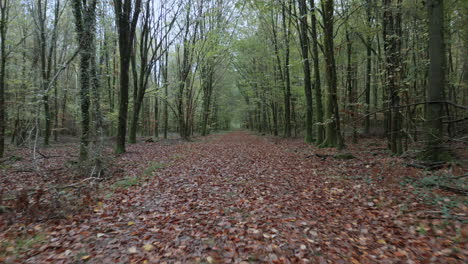 First-person-view-in-Bagnoles-de-l'Orne-forest,-Normandy-in-France