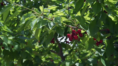 Red-ripe-cherry-on-tree-in-summer-time,-slow-motion