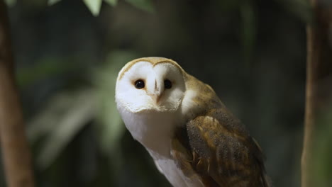 Barn-owl-moving-its-head-looking-around-its-surroundings-and-checking-for-danger