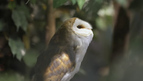 Cute-barn-owl-turning-its-head-around-and-looking-up-with-trees-in-the-background