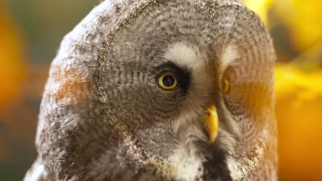 Close-up-of-a-great-grey-owl-on-alert-focusing-on-something-in-distance