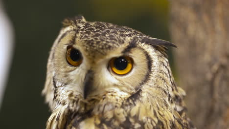 Close-up-of-an-Indian-eagle-owl-quickly-turning-its-head