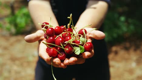 Red-ripe-cherries-in-hands