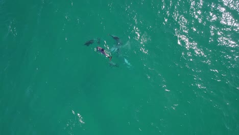 Grupo-De-Delfines-Flotando-En-La-Superficie-Del-Océano-Turquesa-En-Queensland,-Australia---Toma-Aérea