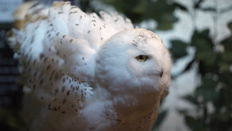 Beautiful-snowy-owl-fluffing-up-feathers-to-stay-warm
