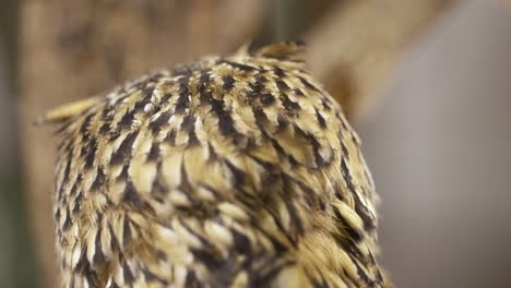 Indian-eagle-owl--rotating-head-270-degrees,-close-up