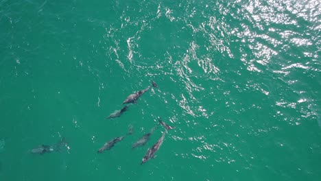 Pod-Of-Dolphins-Swimming-In-Turquoise-Sea-In-Queensland,-Australia---aerial-top-down