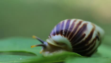 Slow-motion-of-snail-moving-on-leaf