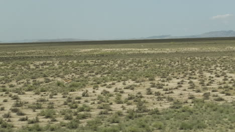 Goitered-gazelle-antelopes-running-over-arid-Vashlovani-steppe-plain