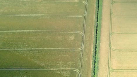 Aerial-tracking-shot-of-yellow-and-green-wheat-crop-fields-on-agricultural-farmland