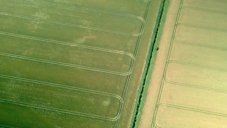 Aerial-view-top-down-shot-of-yellow-and-green-wheat-crop-fields-on-agricultural-farm-land