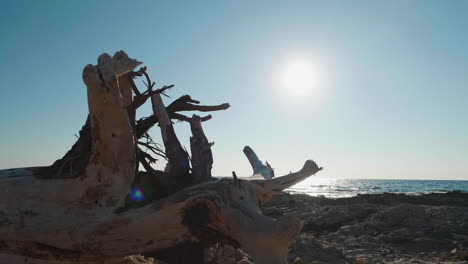 Tree-debris-stranded-on-Adriatic-coast