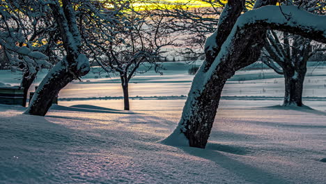 Timelapse-of-frozen-landscape-of-tree-bark-covered-in-thick-snow-in-winter