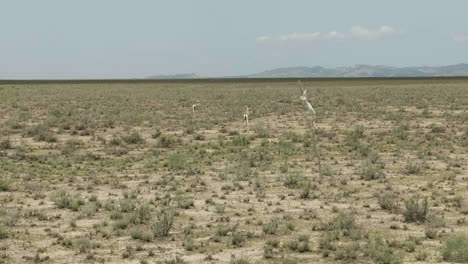 Goitered-gazelle-antelopes-looking-for-food-in-arid-Vashlovani-steppe