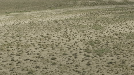 Two-goitered-gazelle-antelopes-roaming-arid-steppe-plain-in-Vashlovani
