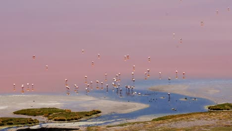 Andean-Pink-Flamingos-in-The-Andes-Wetlands-of-South-America-Colony-Nesting-and-Feeding-Themselves-in-the-Red-Lake