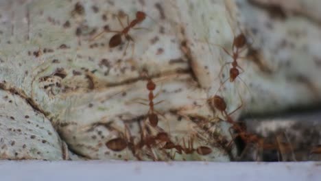 Hormigas-Tejedoras-Trabajan-Juntas-Para-Encontrar-Comida