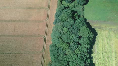 Aerial-view-of-yellow-and-green-wheat-crop-fields-with-forest