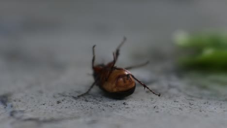 Escarabajo-Chafer-Negro-Tirado-En-El-Suelo-Con-El-Movimiento-De-Su-Cuerpo