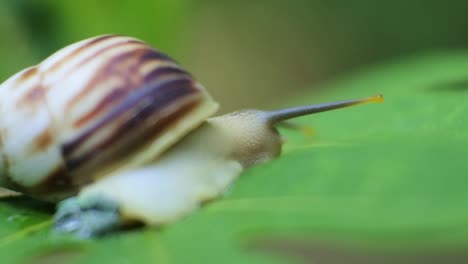 Slow-motion-of-snail-moving-on-leaf