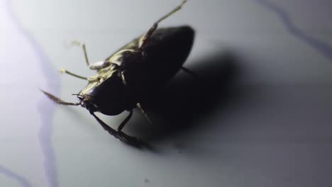 Escarabajo-Chafer-Negro-En-El-Suelo