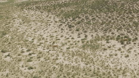 Two-goitered-gazelle-antelopes-looking-for-food-in-arid-steppe-plain