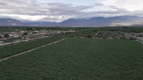 Cafayate-Vineyards-in-Argentina,-Aerial-Above-Green-Plant-Agricultural-Landscape-in-South-American-Grapes-and-Wine-Production-Valley,-Salta
