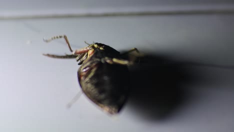Escarabajo-Cetonia-Aurata-Negro-En-El-Suelo-Con-Una-Pequeña-Luz