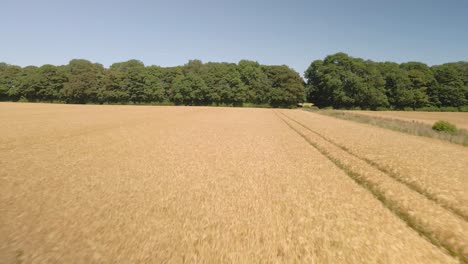 Schnelle-Luftaufnahme-Von-Gelben-Und-Grünen-Weizenfeldern-Auf-Landwirtschaftlichen-Ackerflächen