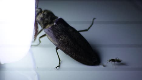 Escarabajo-Cetonia-Aurata-Negro-Tirado-En-El-Suelo-Con-Una-Pequeña-Luz