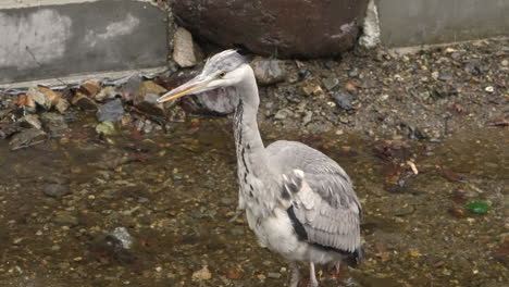 Close-up-of-grey-heron-foraging-while-standing-still-in-a-gentle-stream-on-a-rainy-day