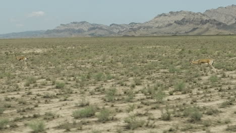 Two-goitered-gazelle-antelopes-migrating-through-arid-steppe-plain