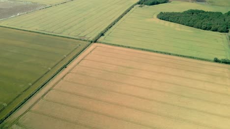 Aerial-view-of-yellow-and-green-wheat-crop-fields-on-agricultural-farm-land