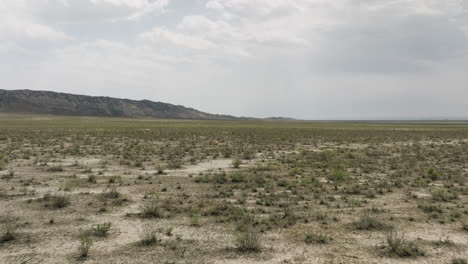 Two-goitered-gazelle-antelopes-crossing-arid-Vashlovani-steppe-plain