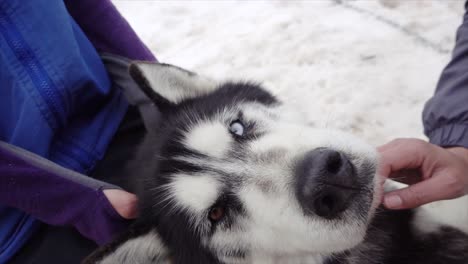 Rescue-Husky-who-works-as-a-sled-dog-enjoys-pats-while-resting