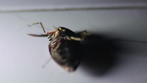 Schwarzer-Käferkäfer,-Der-Mit-Kleinem-Licht-Auf-Dem-Boden-Liegt