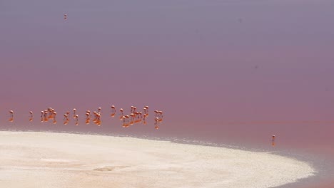 Pink-Andean-Flamingos-Natural-Habitat-in-Andes-Wetlands-of-South-America,-Salt-Water-Flat-Reservoir,-Nesting-Sites