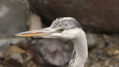 Close-up-of-grey-heron-with-its-long-and-pointed-yellow-beak-on-a-rainy-day