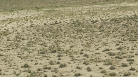 Goitered-gazelle-antelopes-searching-for-food-in-arid-steppe-plain