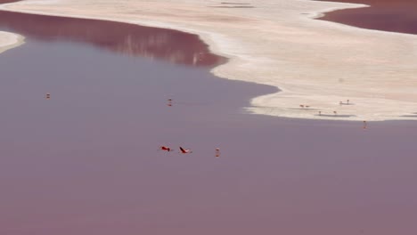 Grupo-De-Flamencos-Andinos-Vuela-Sobre-El-Lago-Rojo-Boliviano,-Laguna-Colorada,-Reservorio-Natural-De-Agua-Salada-Plana,-Fauna-De-Aves-Silvestres-En-Sudamérica